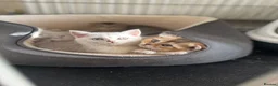British Shorthair cats for sale: ADORABLE KITTENS  - Advert 12