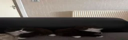 British Longhair cats for sale: Beautiful British long hair - Advert 4