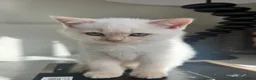 British Shorthair cats for sale: Pure breed BSH | Golden Flame Point | Ready Now  - Advert 7