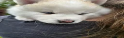 Pomsky dogs for sale: ​3 Stunning Blue-Eyed Pomsky Princesses in Addlestone - Advert 23