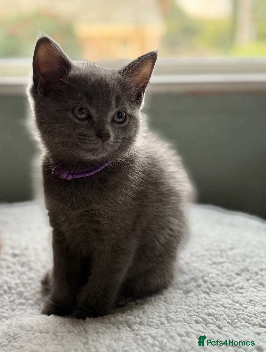 Ragdoll cats for sale: Ready Now Ragdoll x British Shorthair kittens  - Image 15