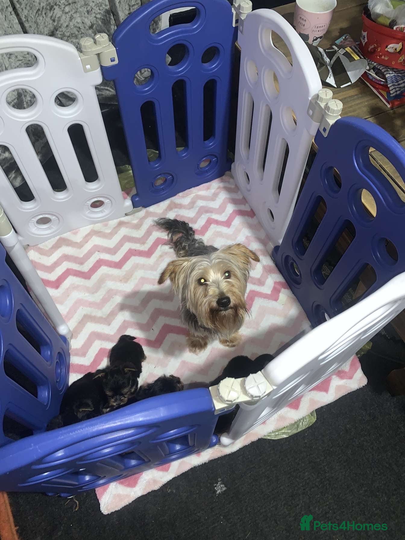 Yorkshire Terrier dogs 5 Yorkshire terrier puppy’s for sale 4 boys 2 girl - Advert 3