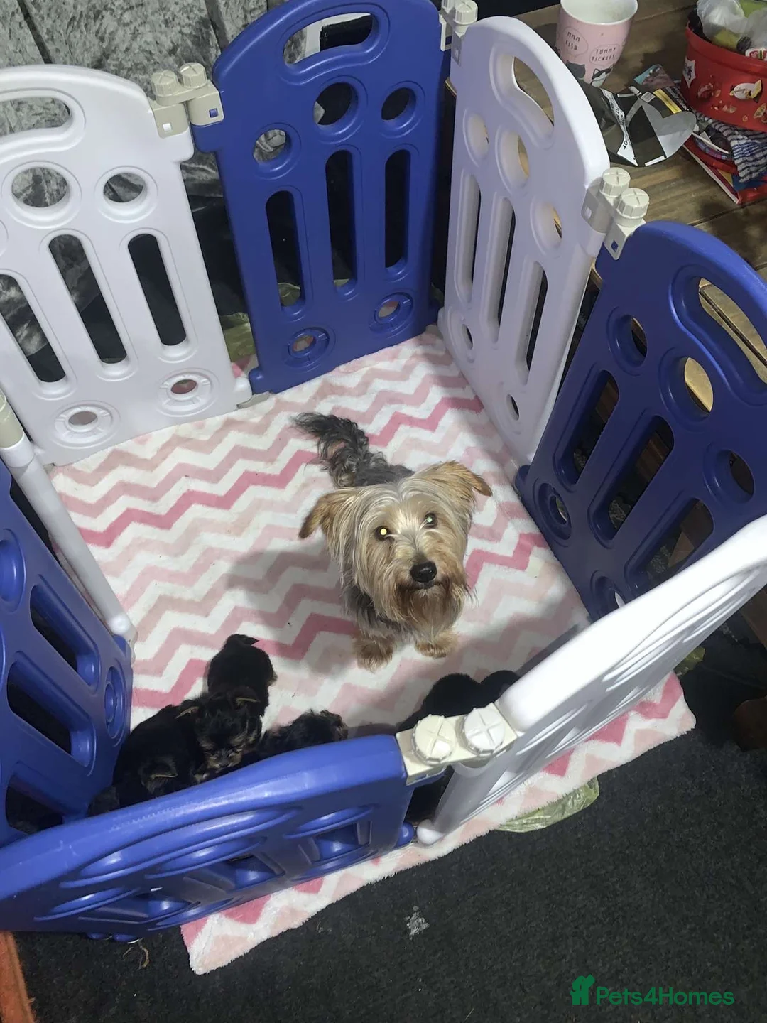 Yorkshire Terrier dogs for sale: 5 Yorkshire terrier puppy’s for sale 4 boys 2 girl - Advert 1