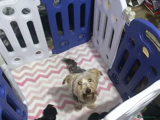 Yorkshire Terrier dogs 5 Yorkshire terrier puppy’s for sale 4 boys 2 girl - Advert 2