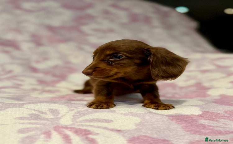 Miniature Dachshund dogs Long haired chocolate tan dachshunds  - Advert 15