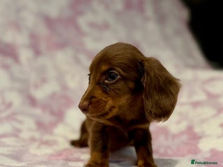 Miniature Dachshund dogs Long haired chocolate tan dachshunds - Advert 7