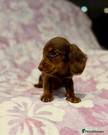 Miniature Dachshund dogs Long haired chocolate tan dachshunds - Advert 15