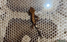Gecko reptiles for sale: Crested gecko Hatchlings +Lineage  - Advert 6