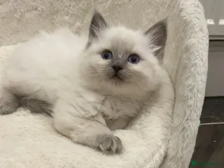 Ragdoll cats SNOWYS SECOND LITTER GOREGOUS BABY RAGDOLLS1 in Liverpool - Advert 1