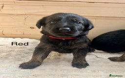 Mixed Breed dogs for sale: Golden Retriever/ German Shepherd puppies  - Image 11