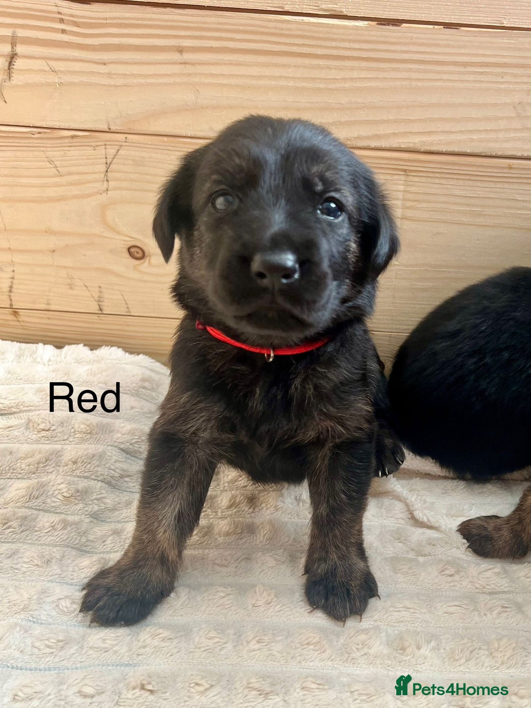 Mixed Breed dogs for sale: Golden Retriever/ German Shepherd puppies  - Image 11