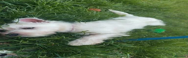 West Highland Terrier 1