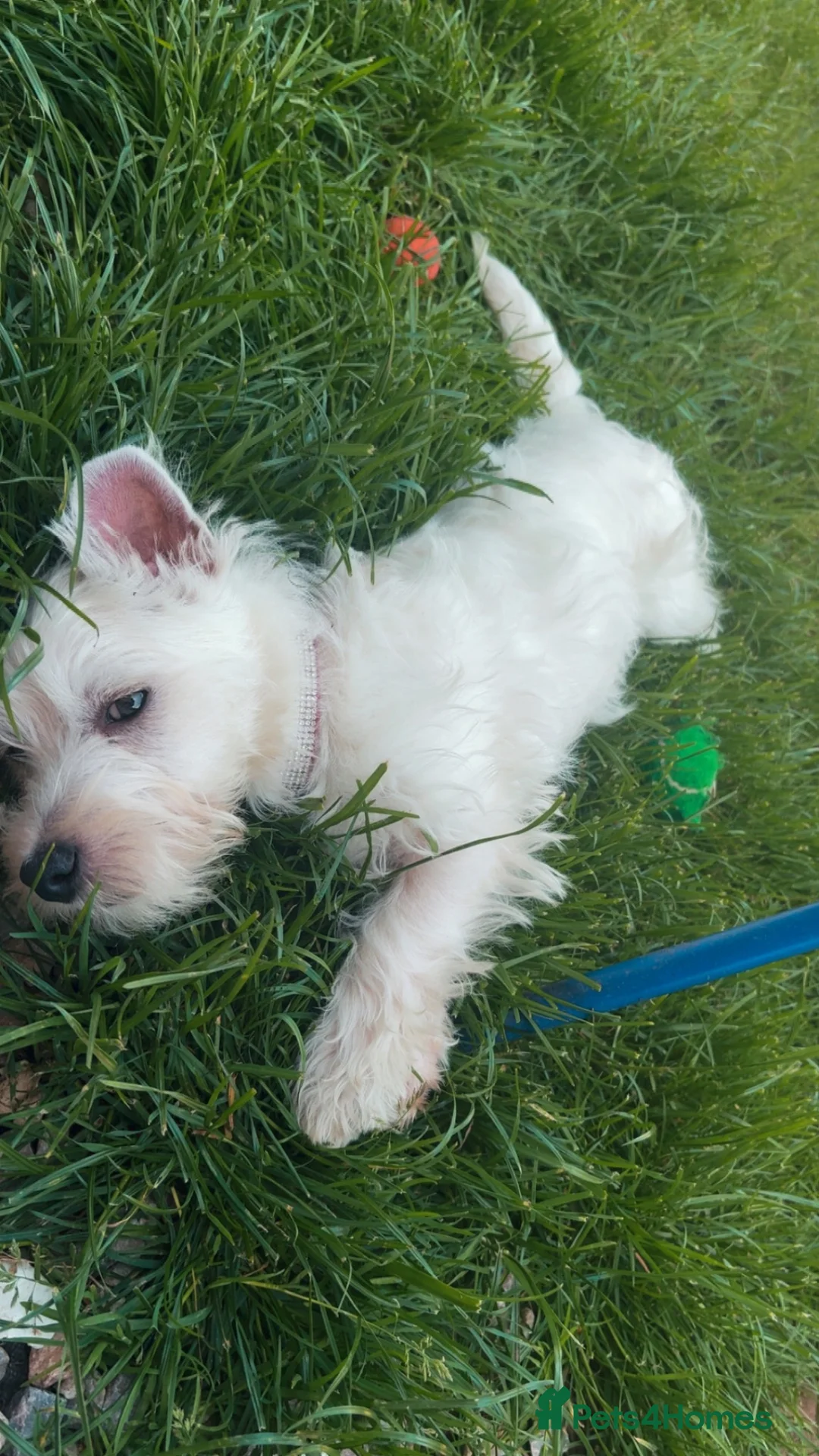 West Highland Terrier dogs for sale: West highland puppy bitch for sale - Advert 2