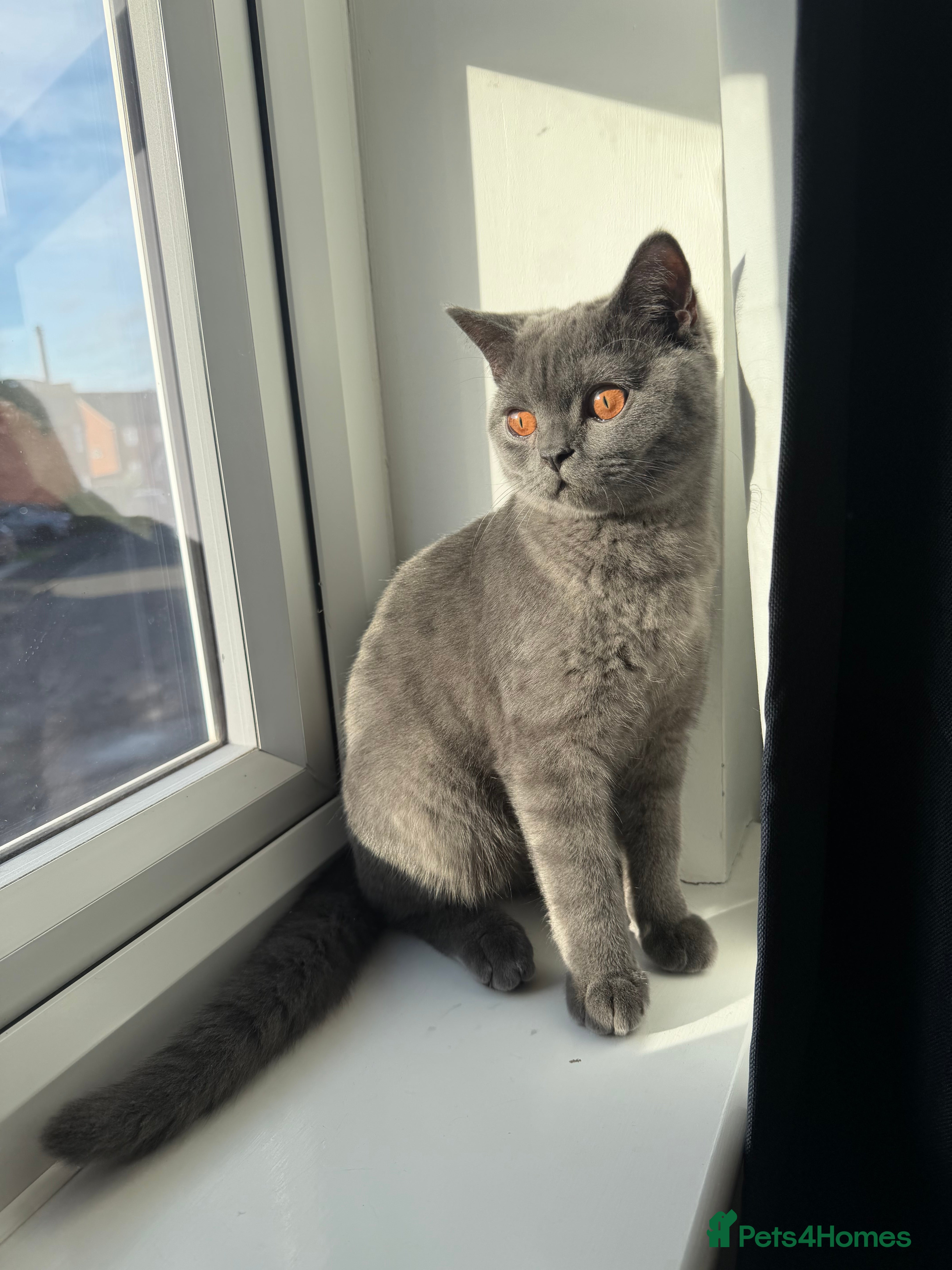 British Shorthair cats Beautiful British Shorthair  - Advert 13