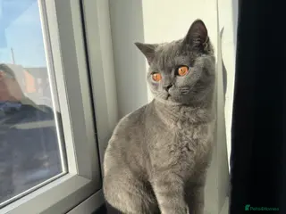British Shorthair cats Beautiful British Shorthair - Advert 3