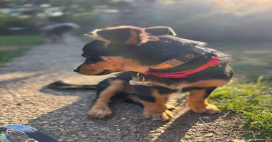 Mixed Breed dogs - Advert 1