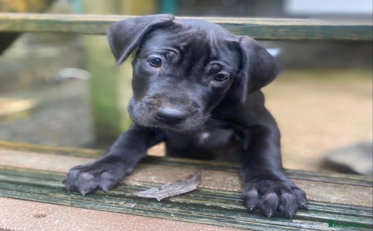 Great Dane dogs Great Dane LAST GIRL our own 4th Generation  - Advert 4