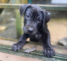 Great Dane dogs Great Dane LAST GIRL our own 4th Generation - Advert 1