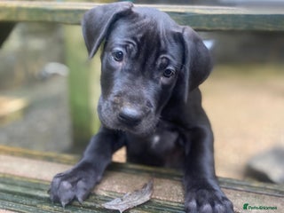 Great Dane dogs Great Dane LAST GIRL our own 4th Generation - Advert 4