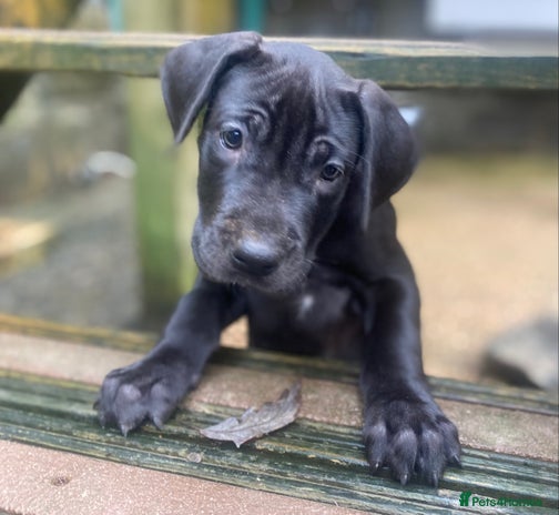 Great Dane dogs Great Dane LAST GIRL our own 4th Generation - Advert 4