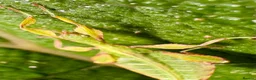 Stick Insects invertebrates for sale: Phyllium letiranti nymphs (leaf / stick insects) - Advert 6