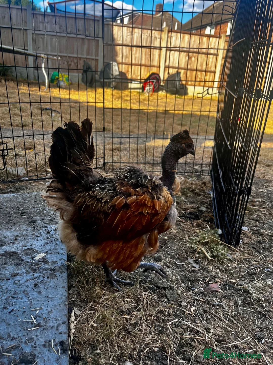 Chickens poultry for sale: Naked neck Easter egger hen in Romford - Advert 3
