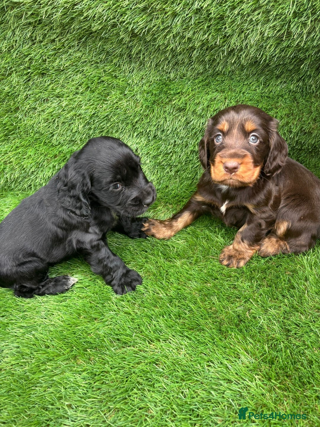 Cocker Spaniel dogs for sale: KC DNA SHOW TYPE COCKER SPANIEL!!  - Image 6