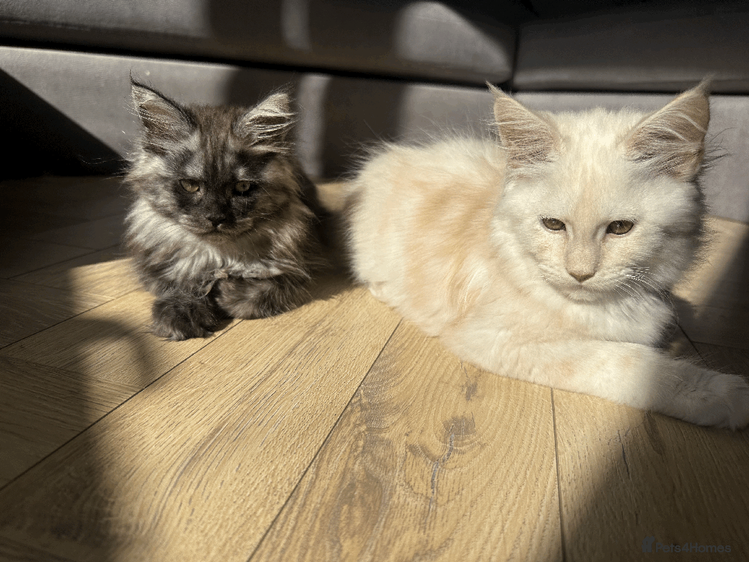 Maine Coon cats for sale: TICA registered Maine Coon kittens  - Image 18