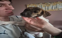 Mixed Breed dogs for sale: American Akita/Bullmastiff cross - Image 25