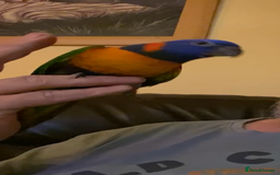 Lories birds for sale: Red collared lorikeet hand raised and silly tame  - Image 5