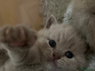 British Shorthair cats Beautiful kittens 🐱💕 - Advert 1