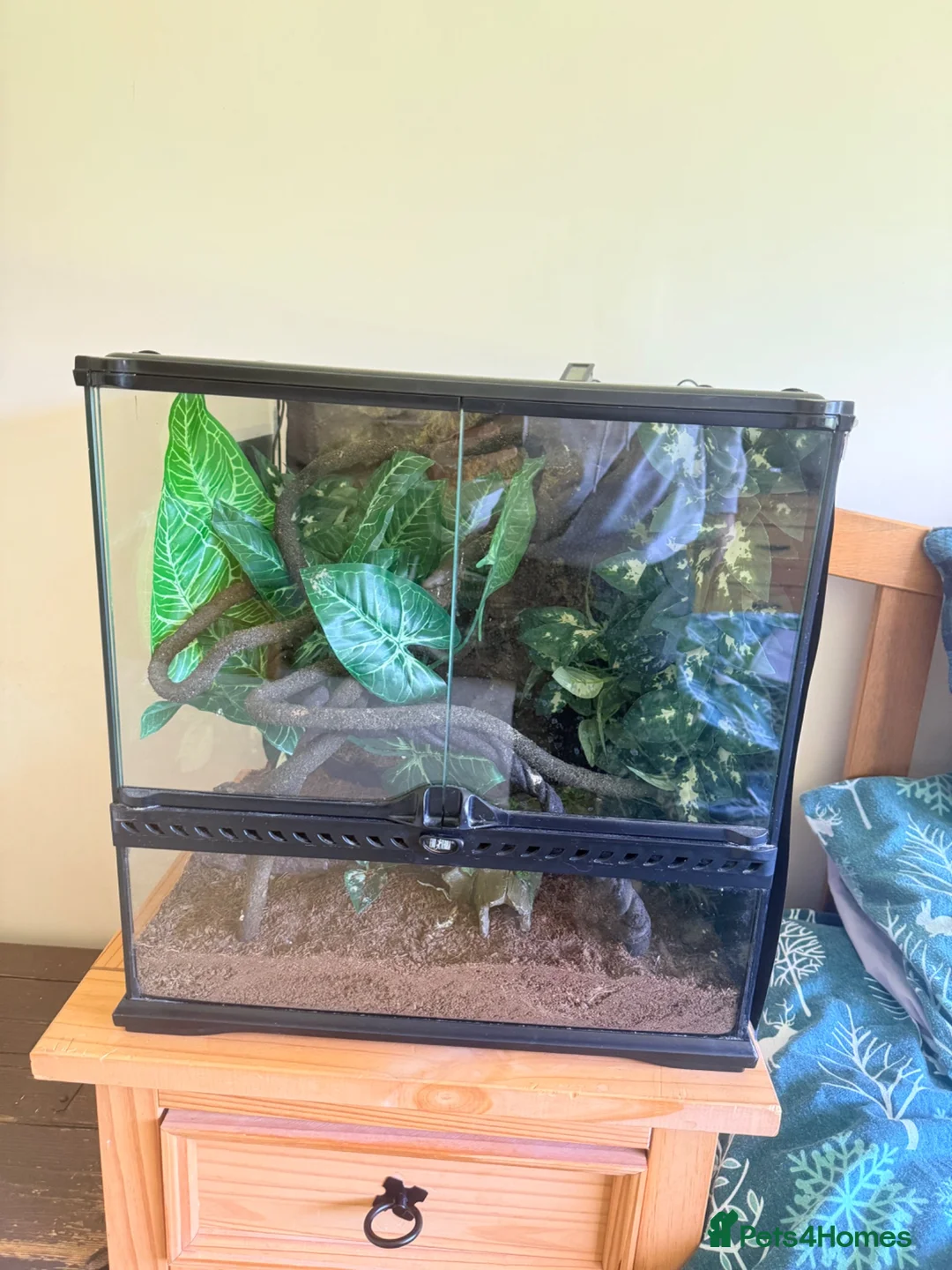 Gecko reptiles for sale: Gargoyle Gecko For Sale x 2 Vivs - Advert 2
