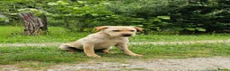 Mixed Breed dogs for adoption: Indie – Gorgeous Young Shar Pei Cross - Advert 8