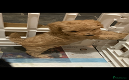 Schnoodle dogs for sale: Miniture schnoodle puppies!! - Advert 7