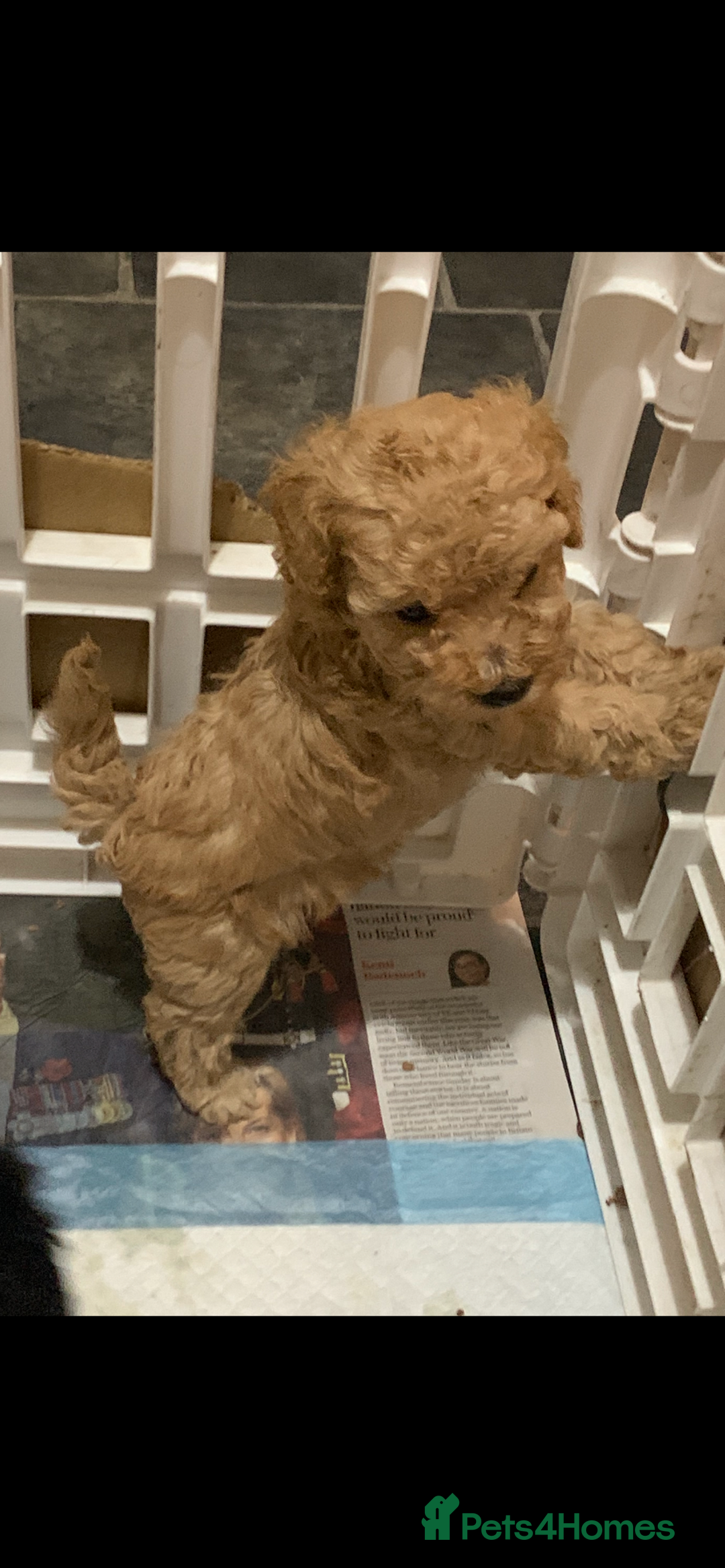 Schnoodle dogs for sale: Miniture schnoodle puppies!! - Advert 7