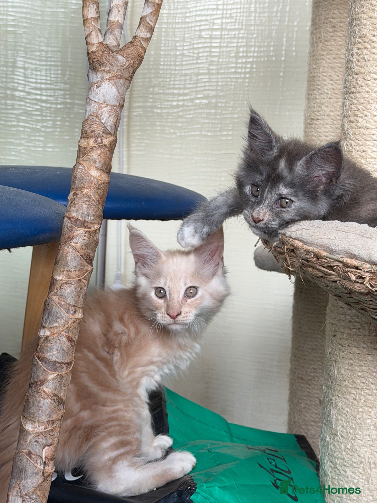 Maine Coon cats Pedigree Main Coone Kittens, GCCF Ready Now 🫶🏻 - Advert 16