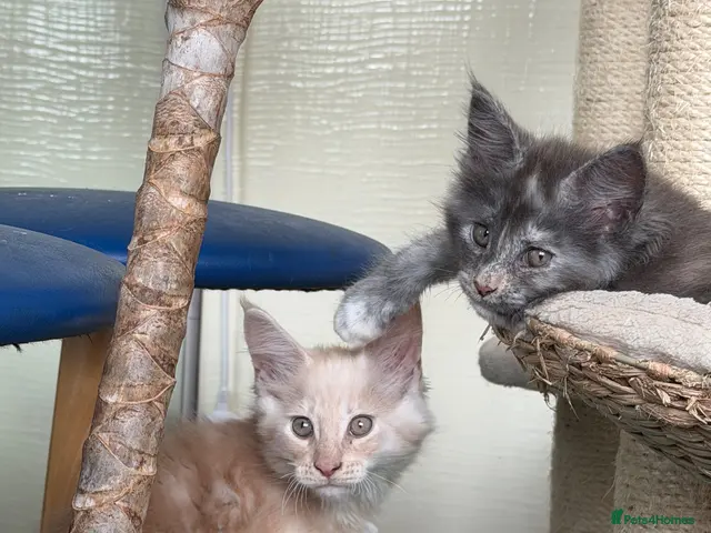 Maine Coon cats GCCF Registered Main Coone Kittens - Advert 8