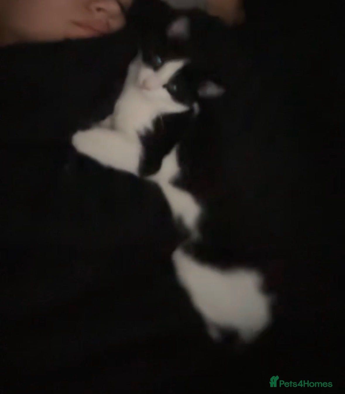 Mixed Breed cats Bella - Advert 4