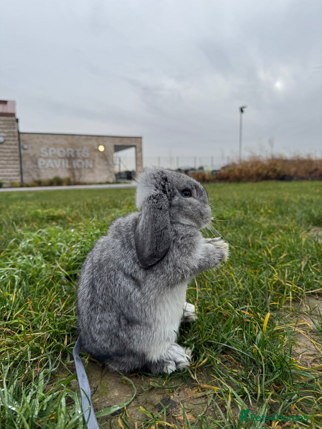 Mini Lop rabbits for sale: Lovely Mini Lop looking for loving family - Advert 1