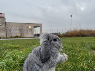 Mini Lop rabbits Lovely Mini Lop looking for loving family - Advert 1