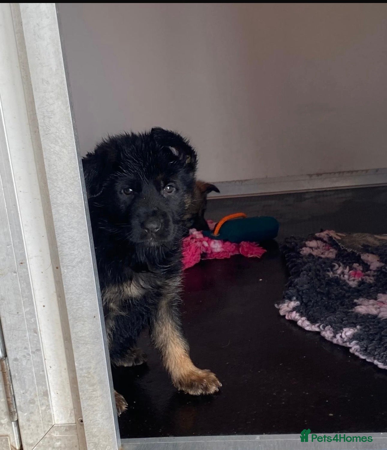 German Shepherd dogs Adorable Kc registered Gsd pups  - Advert 1