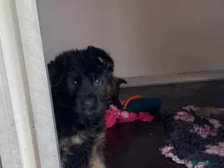 German Shepherd dogs Adorable Kc registered Gsd pups - Advert 12