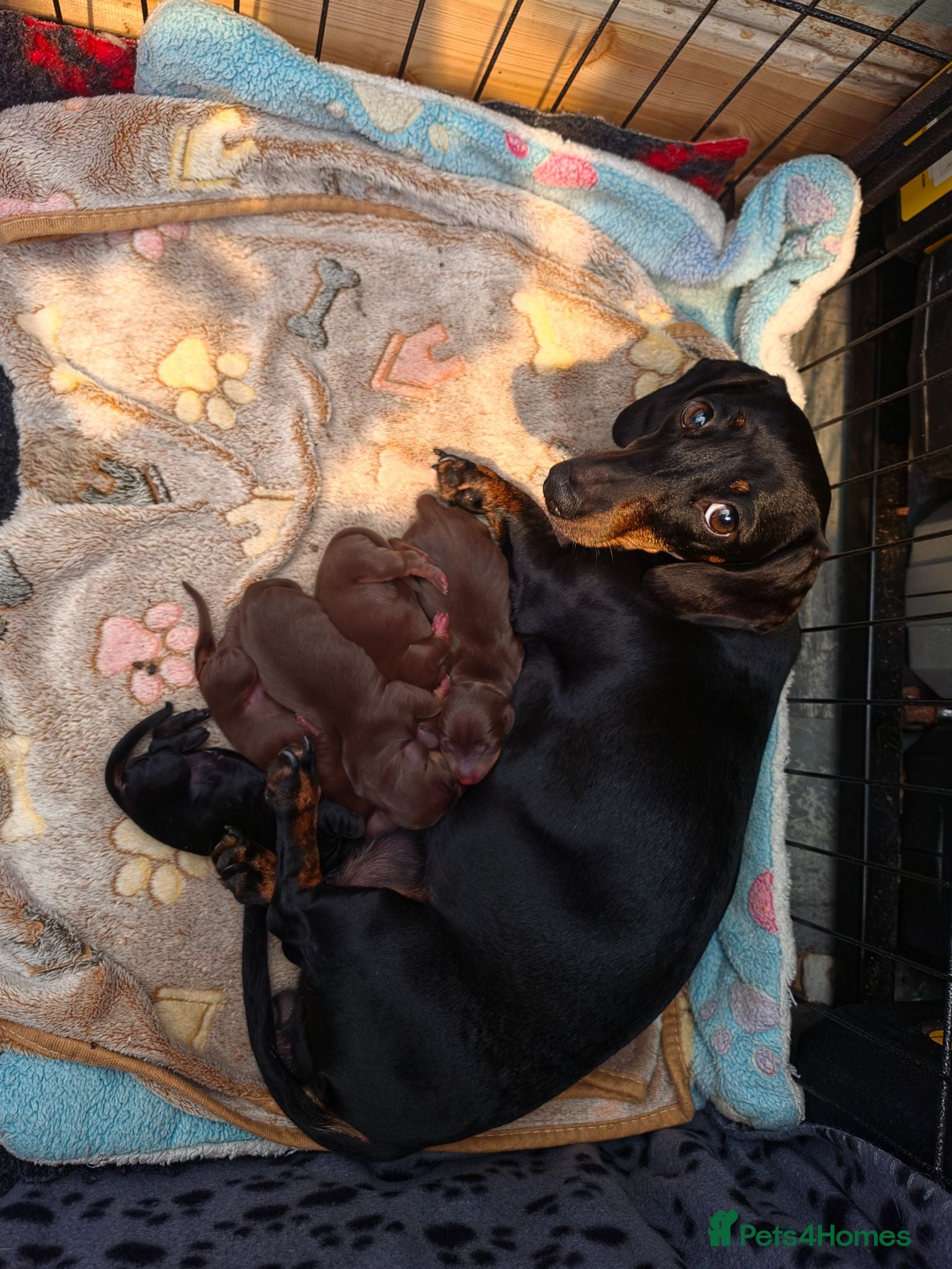 Miniature Dachshund dogs Miniature Dachshund Smooth Haired Puppies - Advert 1
