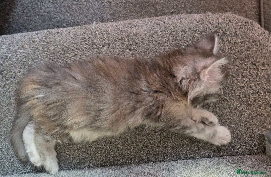Maine Coon cats for sale: TICA REGISTERED STUNNING MAINE COON KITTENS  in Blackpool - Image 22