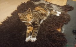 Mixed Breed cats for sale: 6 Lovely and Friendly Cats - Different colours - Advert 37