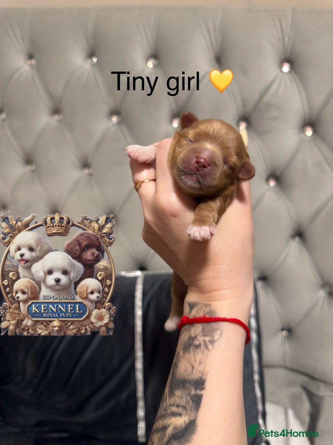 Maltipoo dogs for sale: 👑ULTRA RARE F1 ASIAN TINY MALTIPOO PUPPIES👑 - Image 3