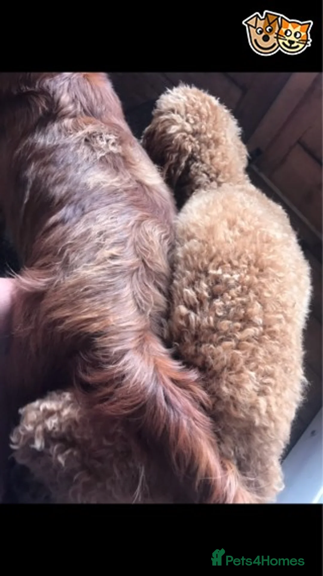 Toy Poodle dogs for stud: Donnajays 5* PROVEN, HEALTH TESTED & PROFESSIONAL in Stafford - Advert 5