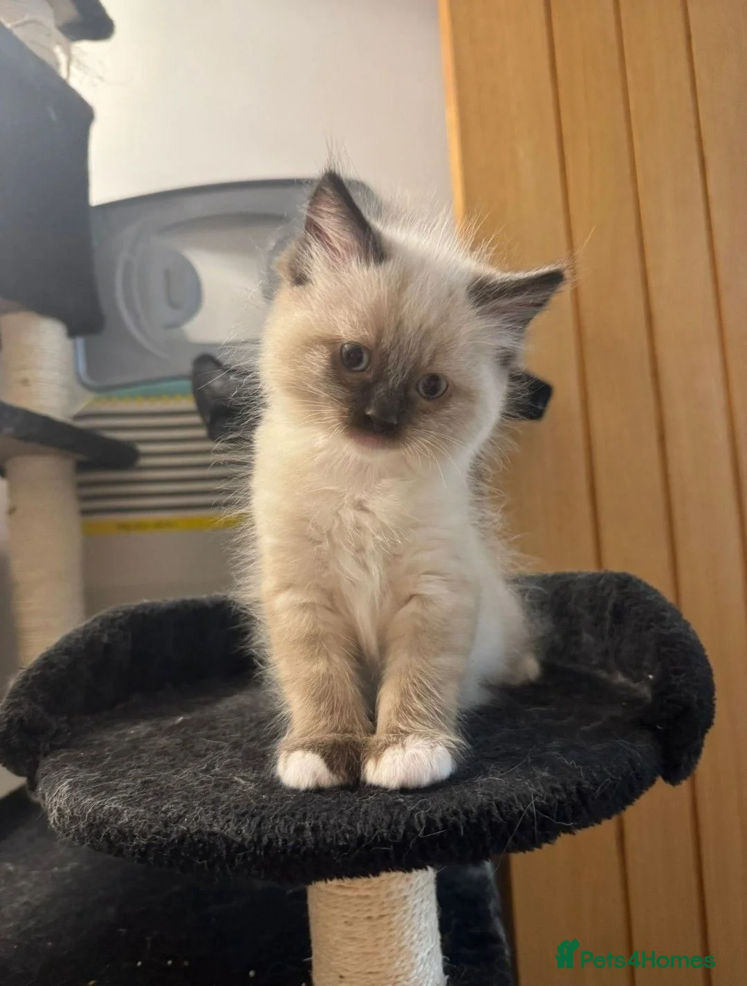 Ragdoll cats for sale: Beautiful Ragdoll kittens including Mink - Advert 2