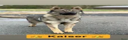 German Shepherd dogs for sale: Elite DDR German Shepherd - World-Class Pedigree  - Advert 33