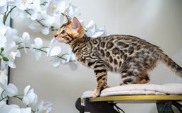 Bengal cats for sale: Top quality Bengal Girl- TICA reg.- AVAILABLE NOW - Advert 27